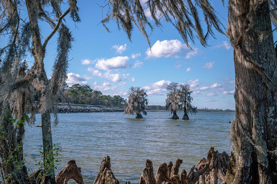 Lake Moultrie 3 Photograph by Cindy Robinson