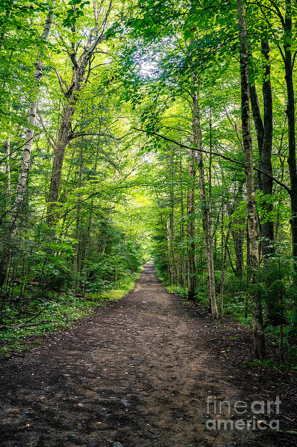 Lake Placid Trails Photograph by Michael Cole Photography - Fine Art ...