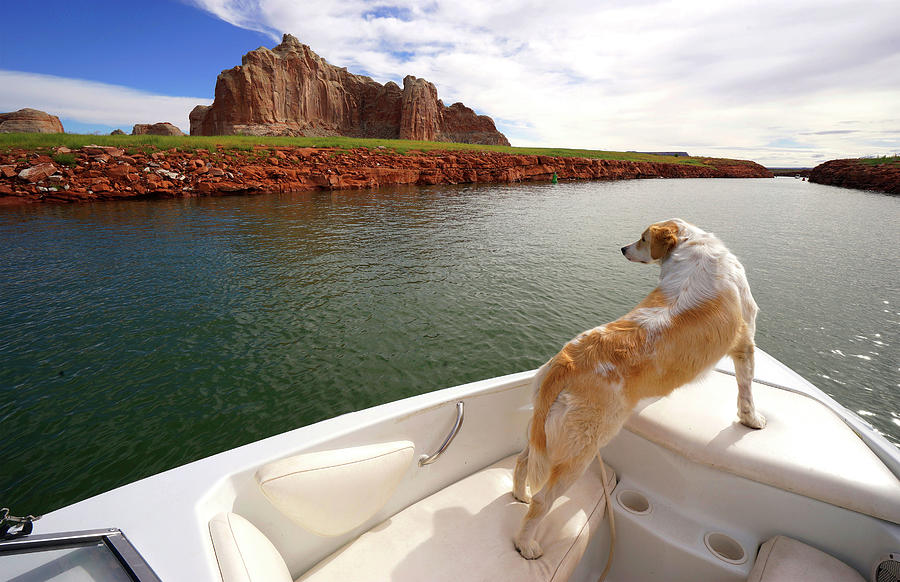 Lake Powell Dog in Boat Photograph by Rick Wilking
