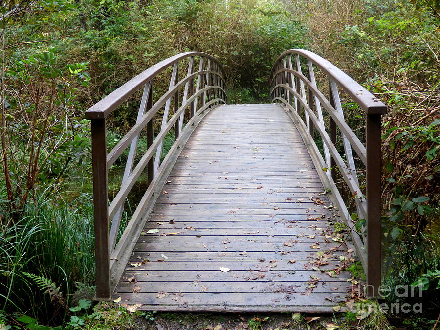 Quinault Rainforest Bridge Photograph