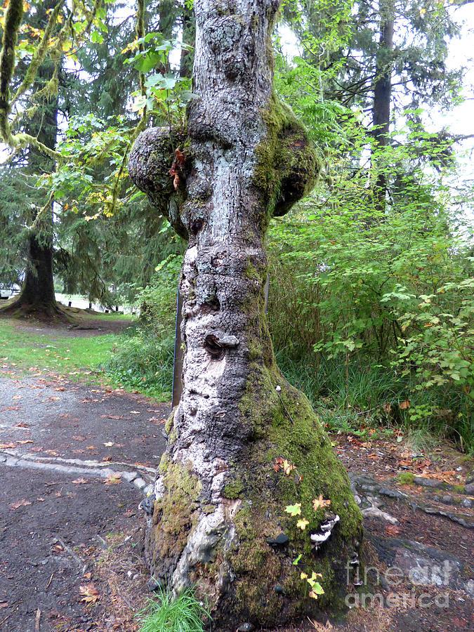 Quinault Rainforest Tree Monster Photograph