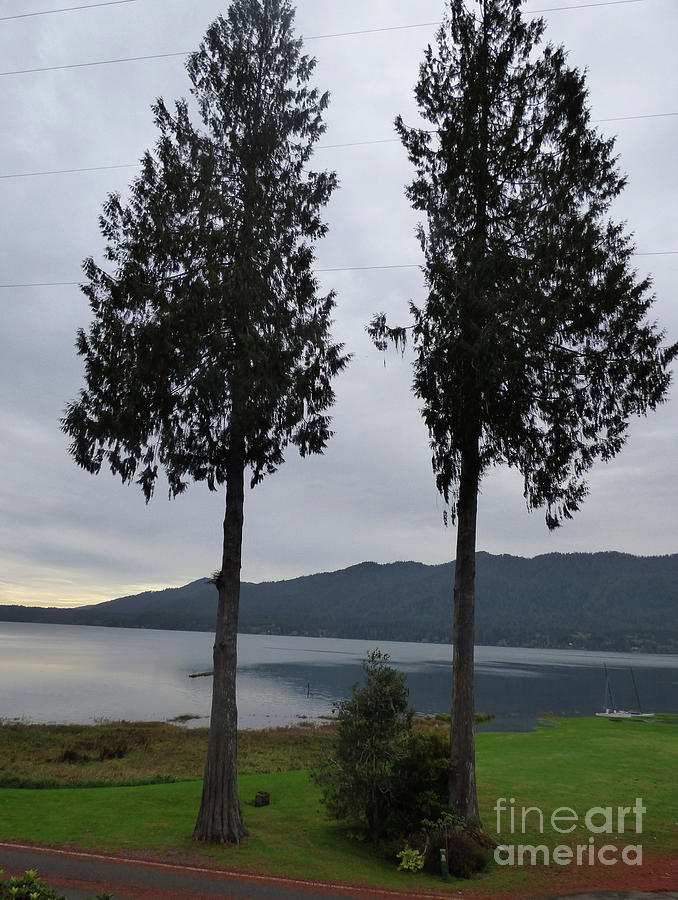 Lake Quinault Spruce Trees Photograph by Charles Robinson