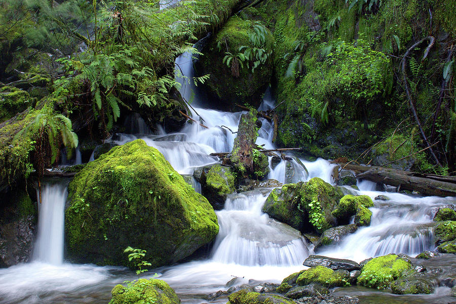 Lake Quinault Waterfall Photograph by Douglas Taylor - Fine Art America