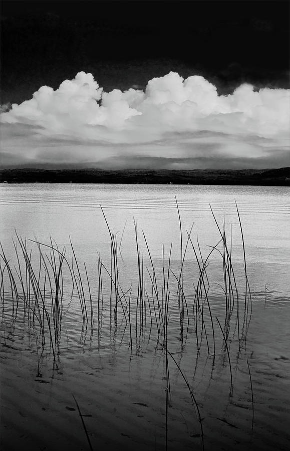 Lake Reeds in the Shallows Photograph by Randall Nyhof
