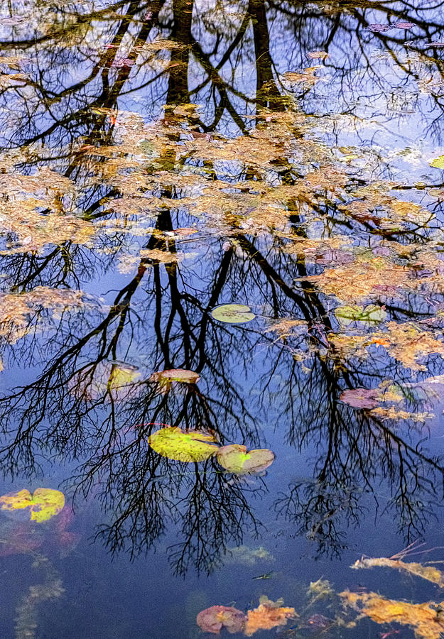 Lake Reflection Photograph by Tom Singleton