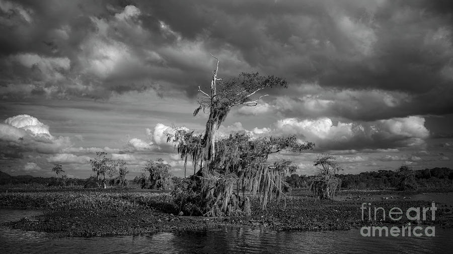 Lake Rousseau 3 Photograph by Patrick Lynch