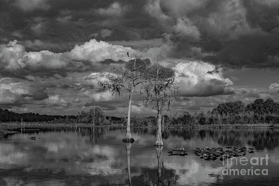 Lake Rousseau 4 Photograph by Patrick Lynch