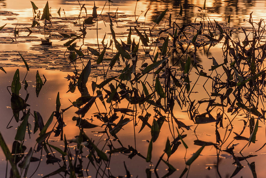 Lake Shore Sunrise  Photograph by Kristopher Schoenleber
