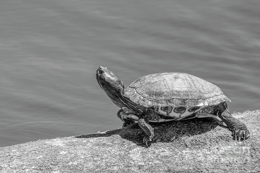 Lake Shore Turtle BW Photograph by Elisabeth Lucas - Fine Art America