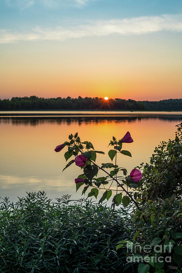 Flower Photograph - Lake Springfield Hibiscus Sunrise by Jennifer White