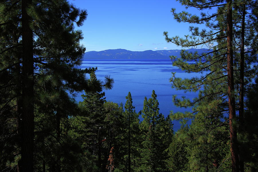 Mountain Photograph - Lake Tahoe Thru Pine Trees 2008 #1 by Frank Romeo