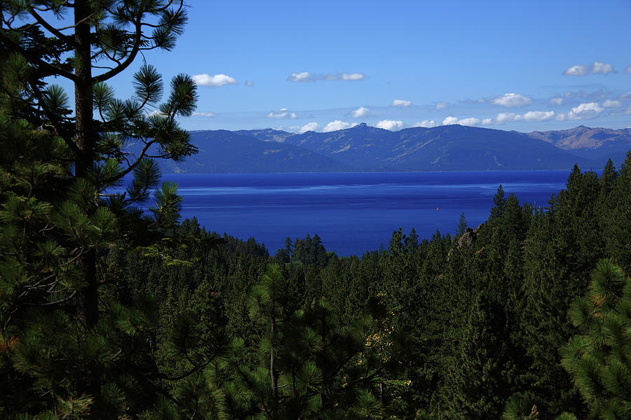 Lake Tahoe Thru Pine Trees 2008 #2 Photograph