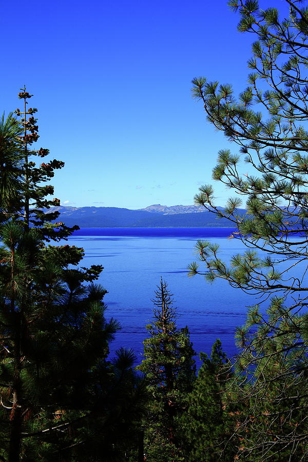 Lake Tahoe Thru Pine Trees 2008 #4 Photograph by Frank Romeo