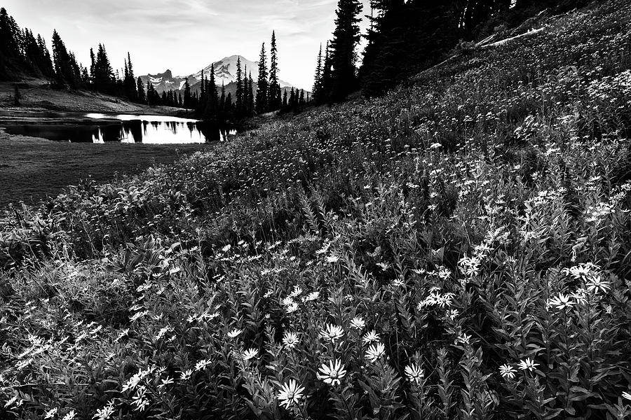 Lake Tipsoo And Field Of Flowers In Black And White Photograph