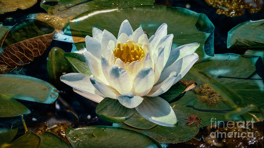 Lake Water Lilly Digital Art by Anthony Ellis