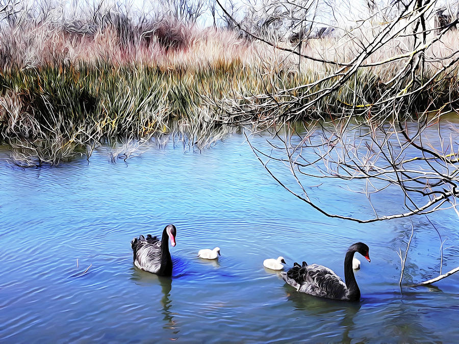 Lake Wendouree Black Swans Photograph by Yolanda Caporn