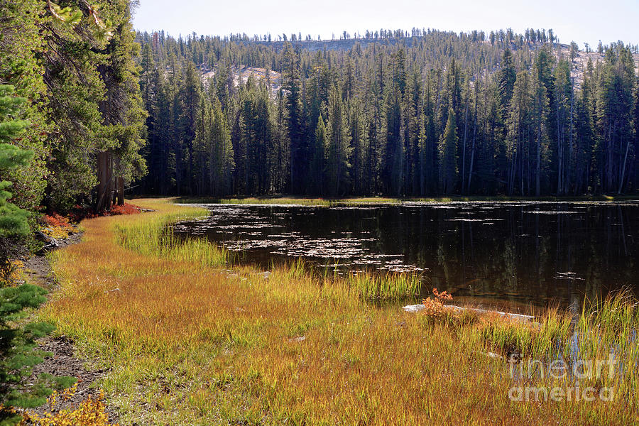 Lake west of Tenaya, Marshland, Yosemite National Park Photograph by Wernher Krutein