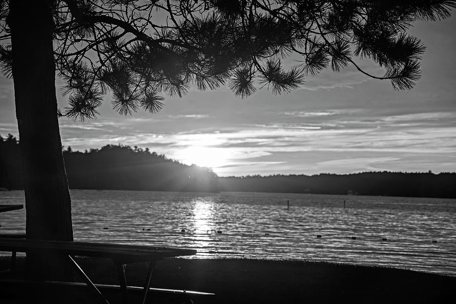 Lake Winnipesaukee sunset Carry Beach Wolfeboro NH Golden Water Tree Black and White Photograph by Toby McGuire