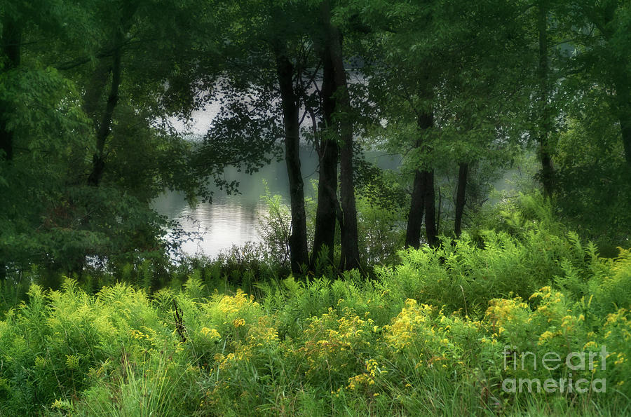 Lake With Goldenrod Photograph