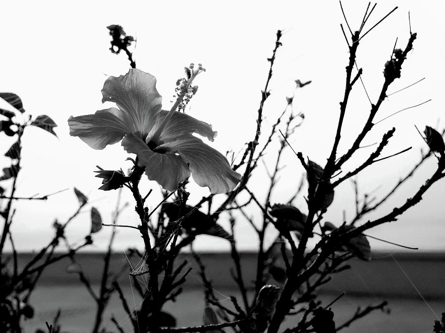 Lakefront Park Hibiscus Black and White Photograph by Christopher Mercer