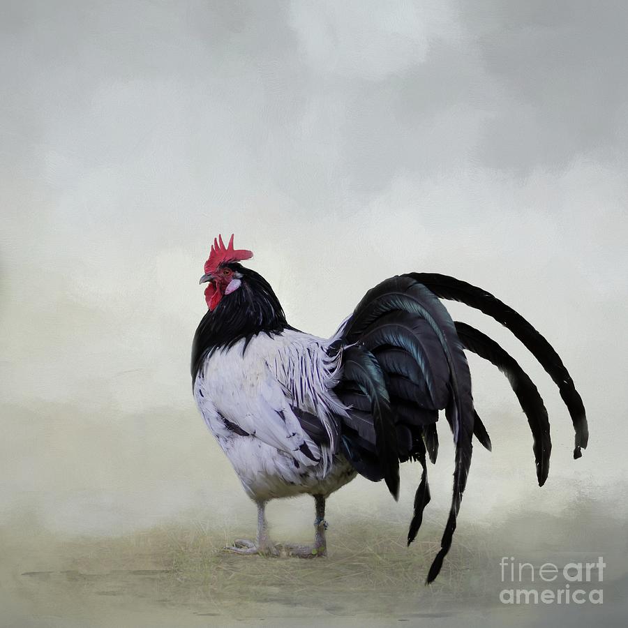 Chicken Photograph - Lakenvelder by Eva Lechner