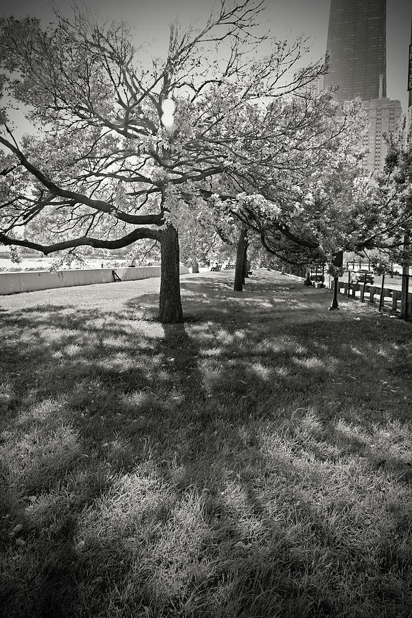Lakeshore Drive bw Photograph by Carolyn Stagger Cokley