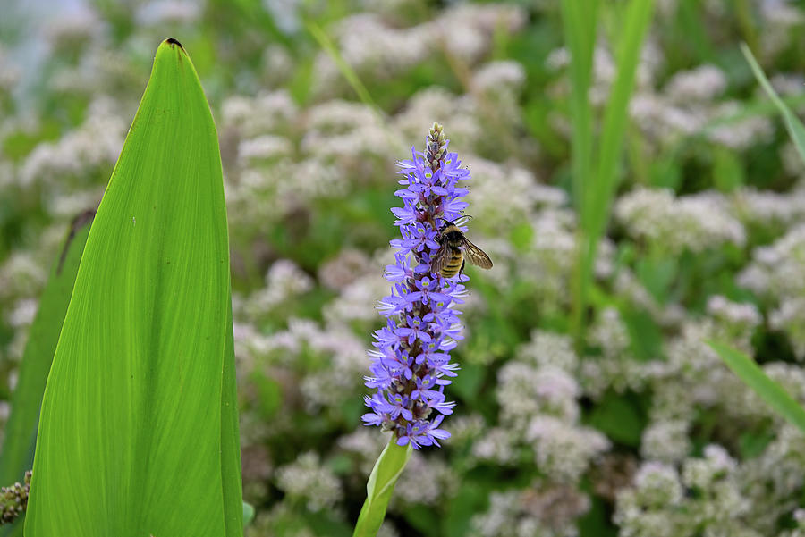 Lakeside Bee Photograph