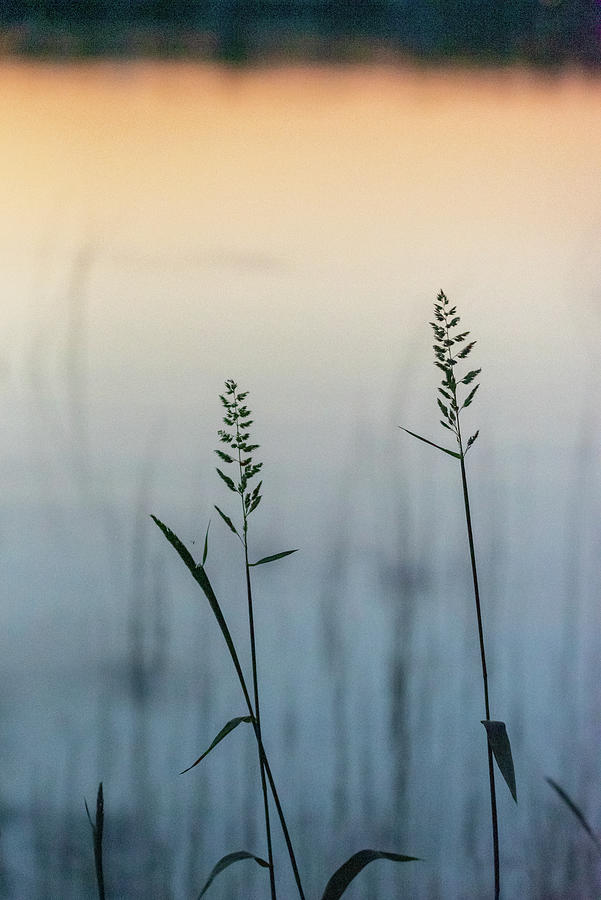 Lakeside grasses at sunset Photograph by Gary Eason