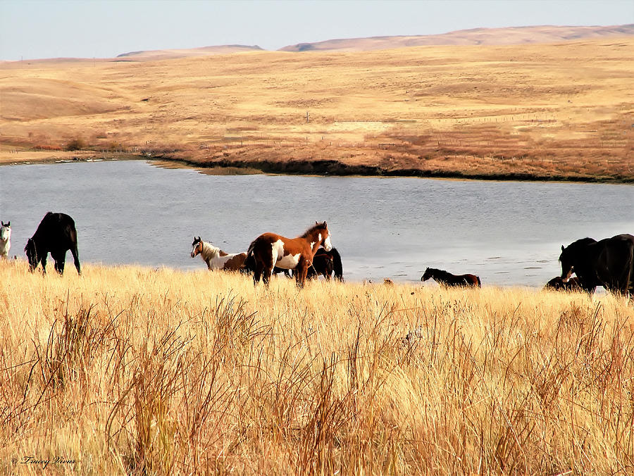 Lakeside Horses Photograph by Tracey Vivar