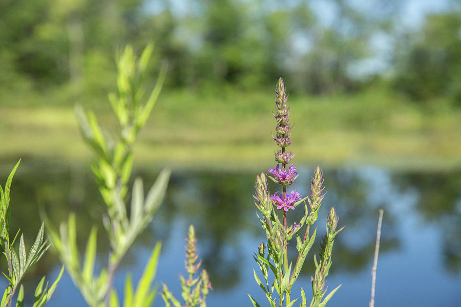 Lakeside Loosestrife Photograph by Jessica Brown