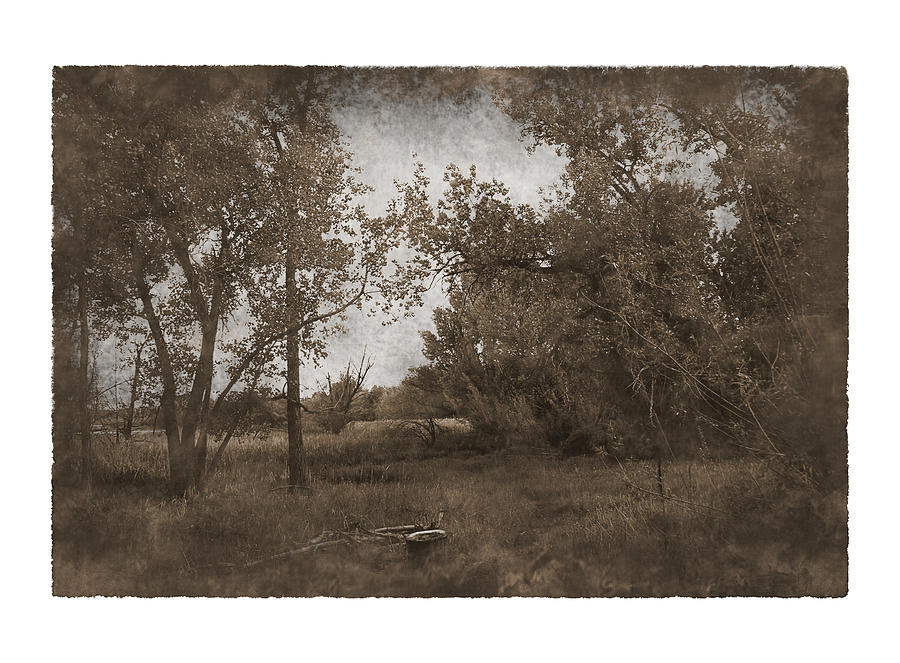 Lakeside Meadow Photograph