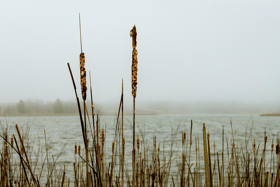 Lakeside Reeds in the Fog Photograph by Craig A Walker