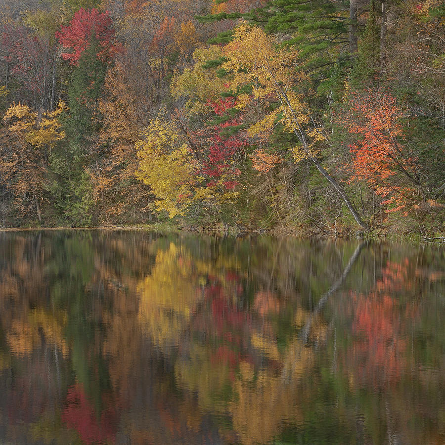 Lakeside Reflections Photograph by Arti Panchal