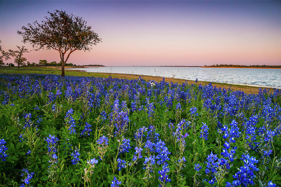 Tree Photograph - Lakeside Texas Bluebonnets - wildflower field in Lake Somerville by Ellie Teramoto