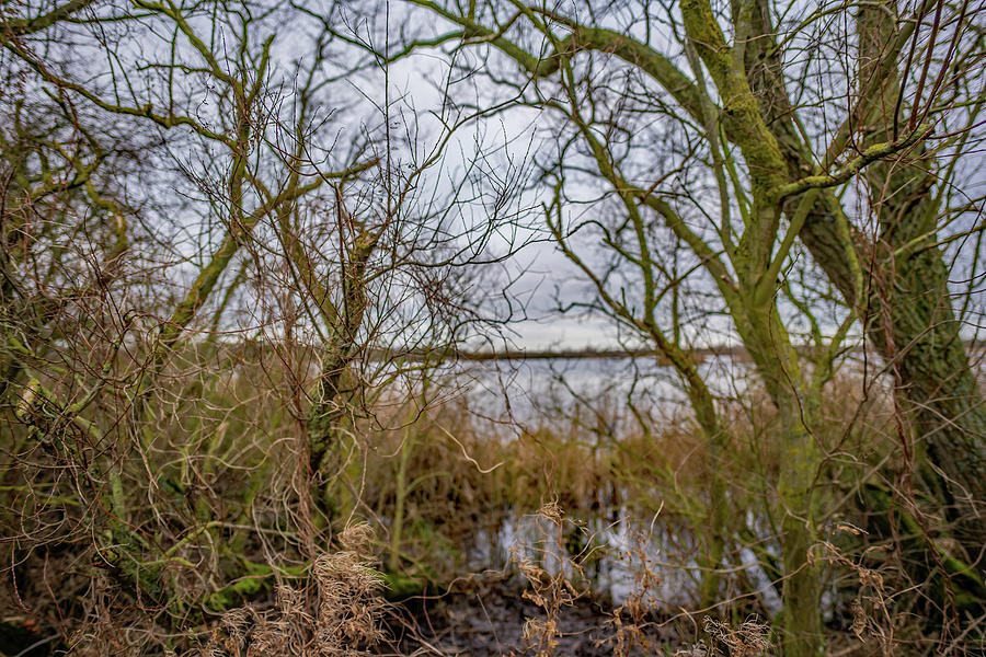 Lakeside trees, Norfolk Broads Photograph by Chris Yaxley