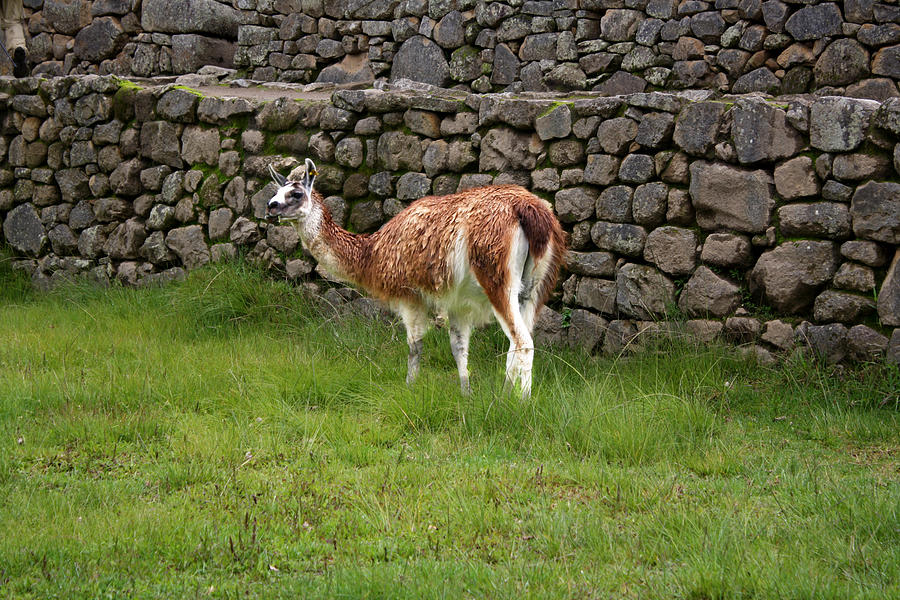 Lama in Peru Photograph by Gelia