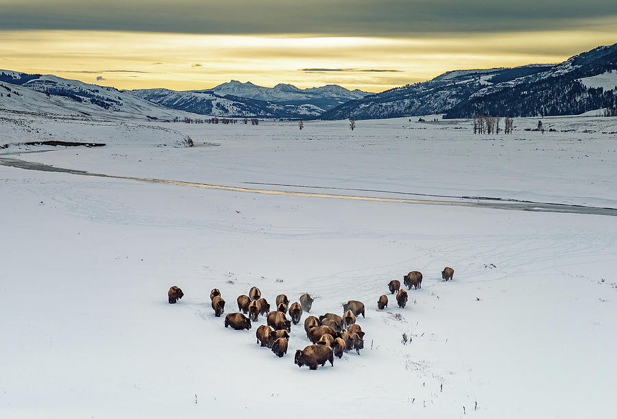 Lamar Bison Herd Photograph by Max Waugh