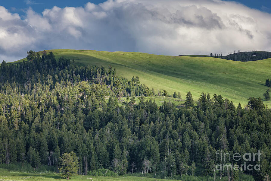 Lamar Valley 359 Photograph by Maria Struss Photography