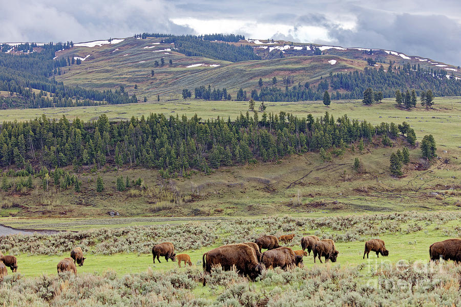 Lamar Valley in Yellowstone Photograph by Natural Focal Point Photography