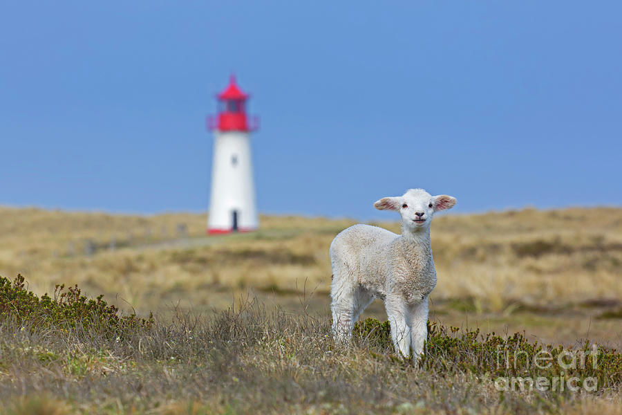 Lamb and Lighthouse Photograph by Arterra Picture Library