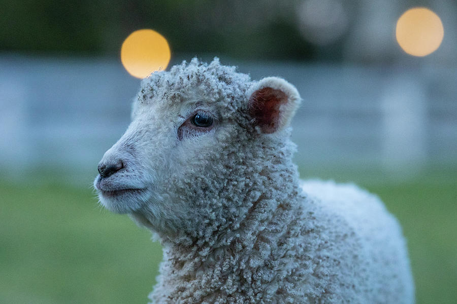 Lamb at Dusk Photograph by Rachel Morrison