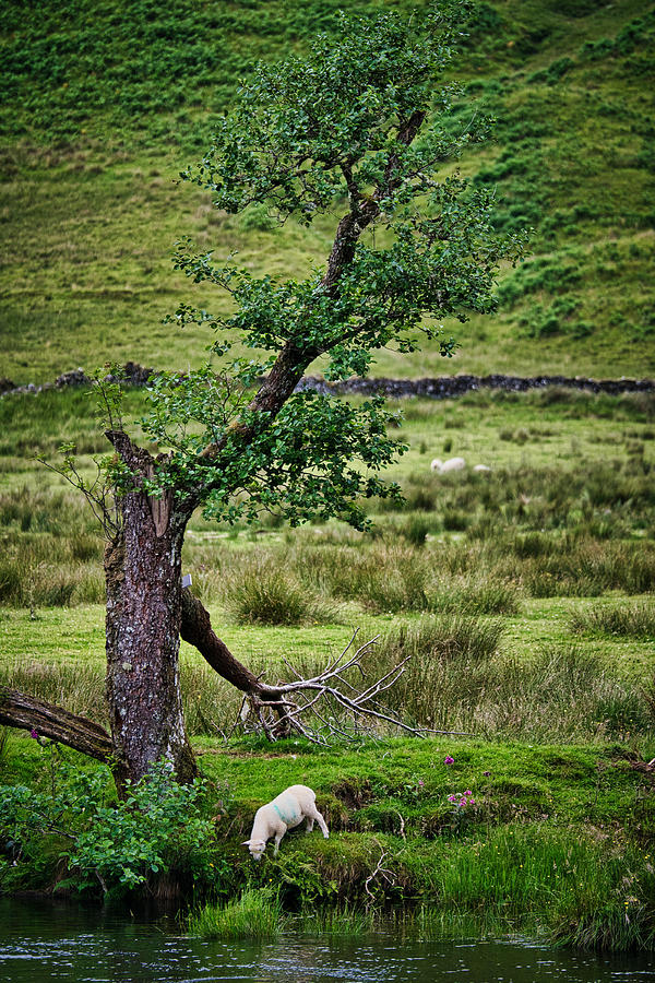 Lamb by the River - Scotland Photograph by Stuart Litoff