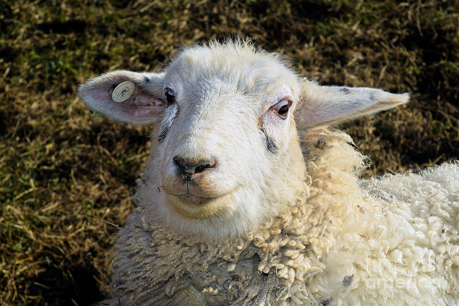 Lamb Chop Photograph by Broken Soldier - Fine Art America