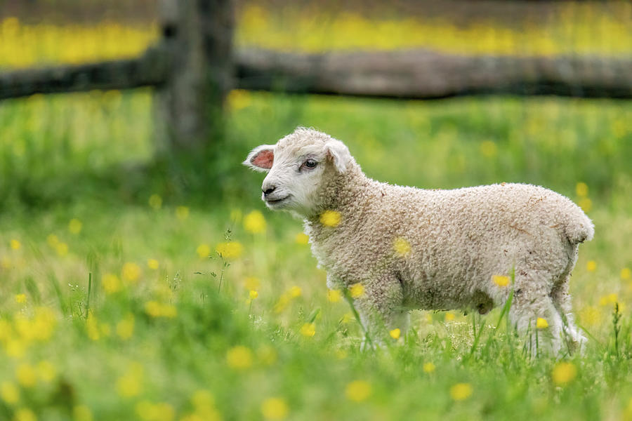 Lamb in a Buttercup Field Photograph by Rachel Morrison