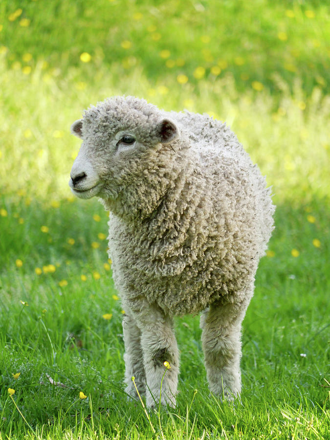 Lamb in a Field in May Photograph by Rachel Morrison