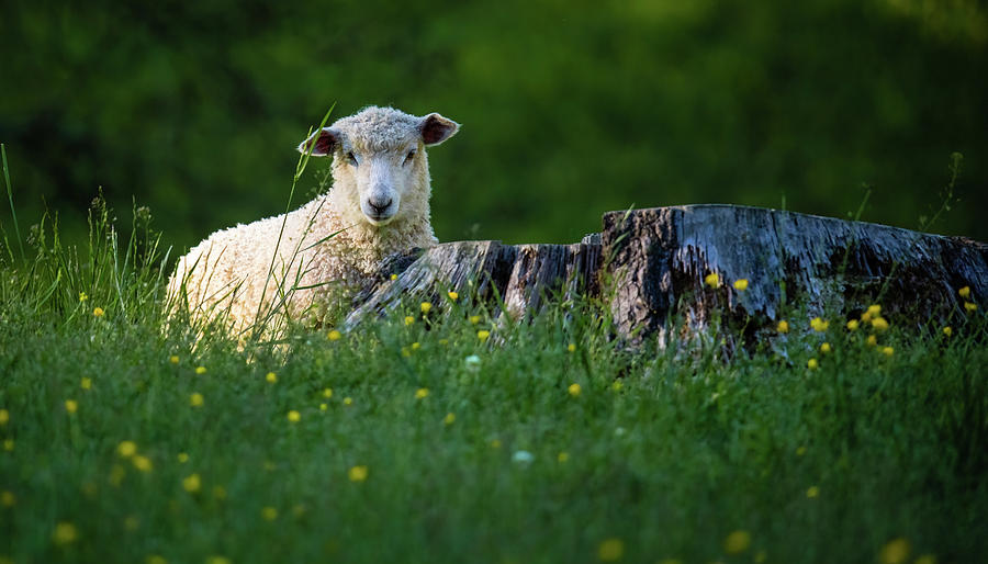 Lamb in a Meadow Photograph by Rachel Morrison
