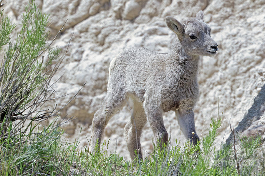 Lamb in Badlands Photograph by Natural Focal Point Photography
