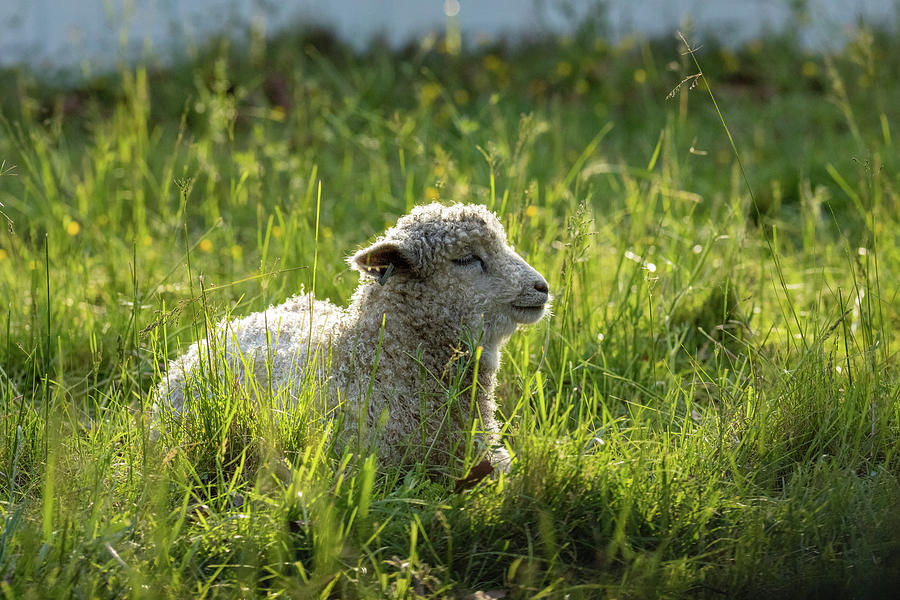 Lamb in Spring Sunshine Photograph by Rachel Morrison