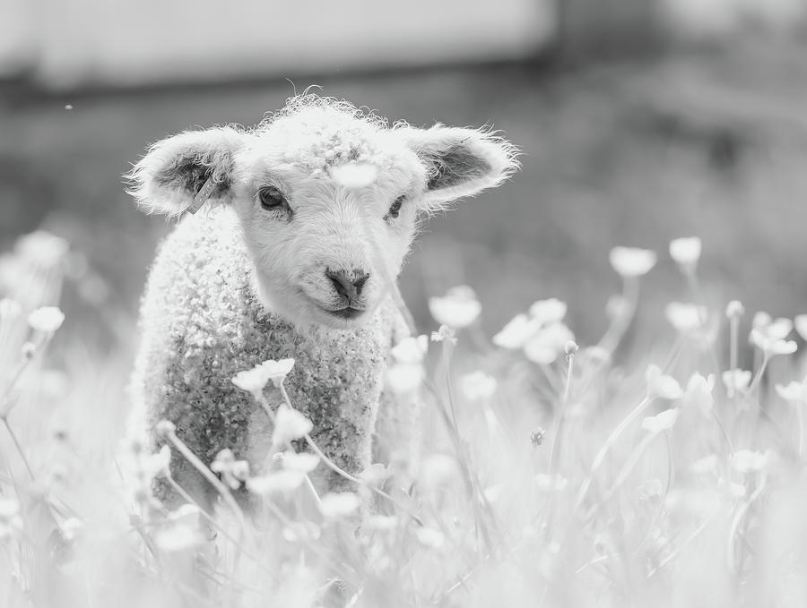 Lamb in the Buttercups - Black and White Photograph by Rachel Morrison