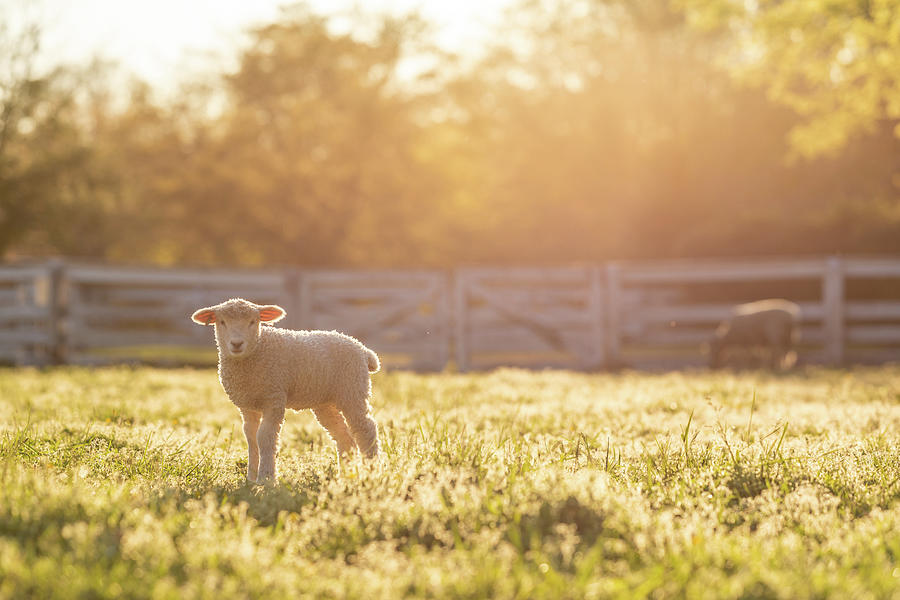 Lamb in the Golden Light Photograph by Rachel Morrison